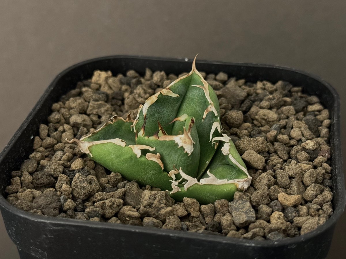 アガベ・チタノタ CG01 追星(芽/大)-012|agave CG01/Cok アガベ・チタノタ CG01 追星(芽/大)-012|agave CG01/Cok