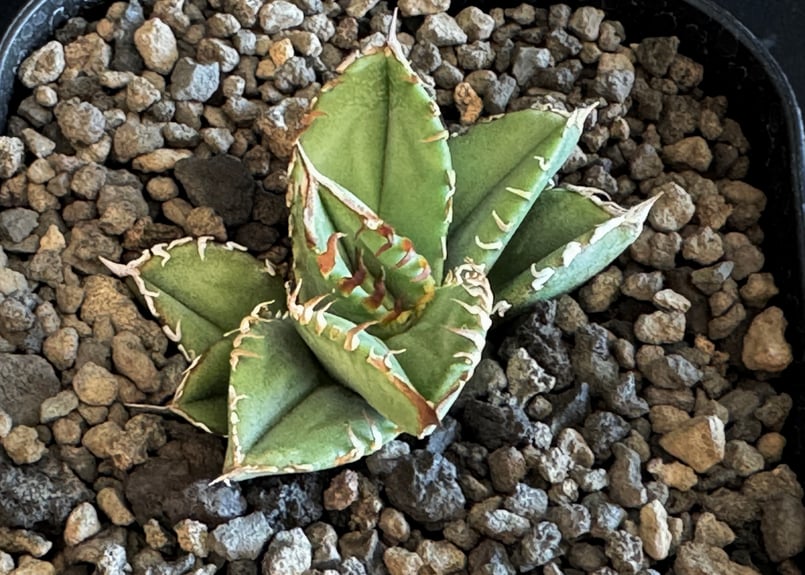 アガベ・チタノタ 皇冠(台湾Lize産)-004|agave titanota Crown | アガベ・チタノタ 皇冠(台湾Lize産)-004|agave titanota Crown |