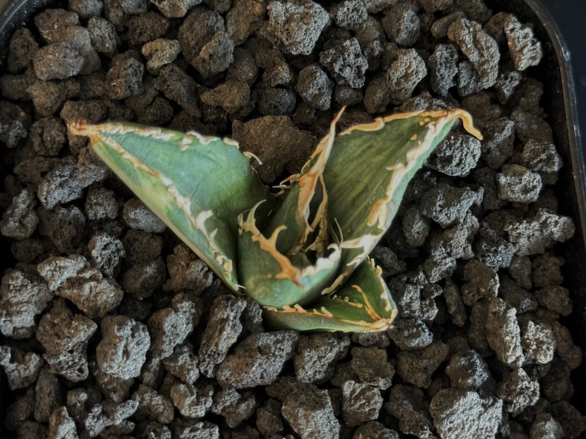 アガベ・チタノタ白鯨（縞斑）芽-008｜agave titanota white whale