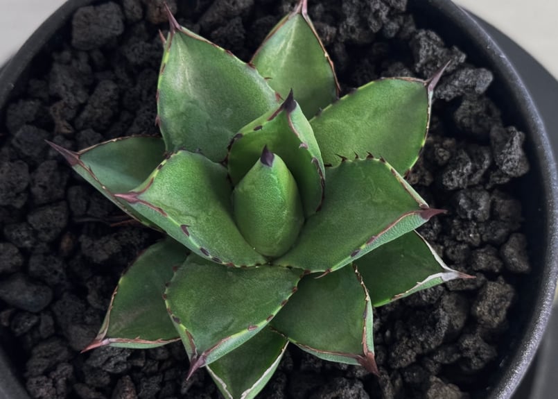 アガベ・笹の雪×イシスメンシス ハイブリッド（芽）-006｜ agave