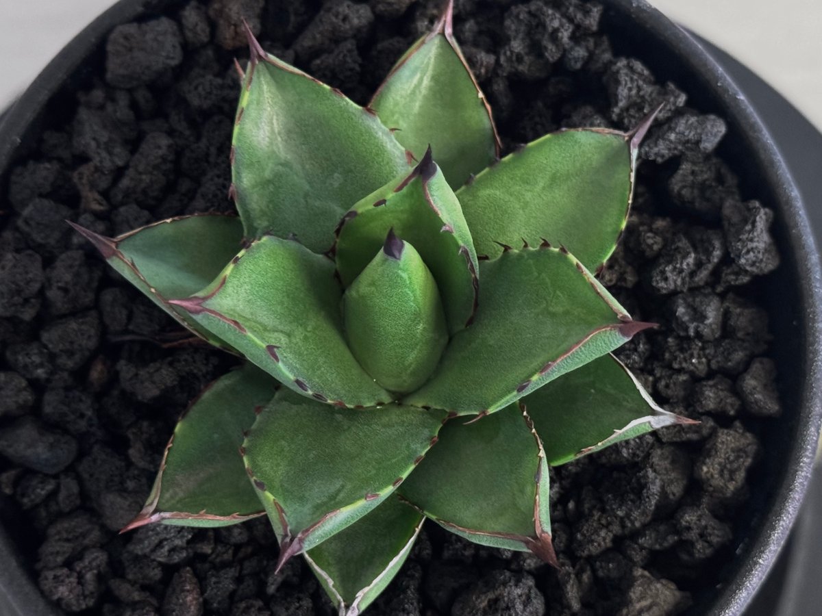 アガベ・笹の雪×イシスメンシス ハイブリッド（芽）-006｜ agave