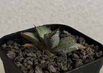 アガベ・チタノタ ビースト-001（芽）｜agave titanota beast | Plu