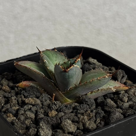 チタノタ白妖 | STORES