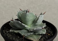 アガベ・チタノタ 達磨(芽)-002｜agave titanota DARUMA | Plus