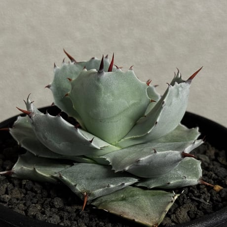 アガベイシスメンシス | STORES