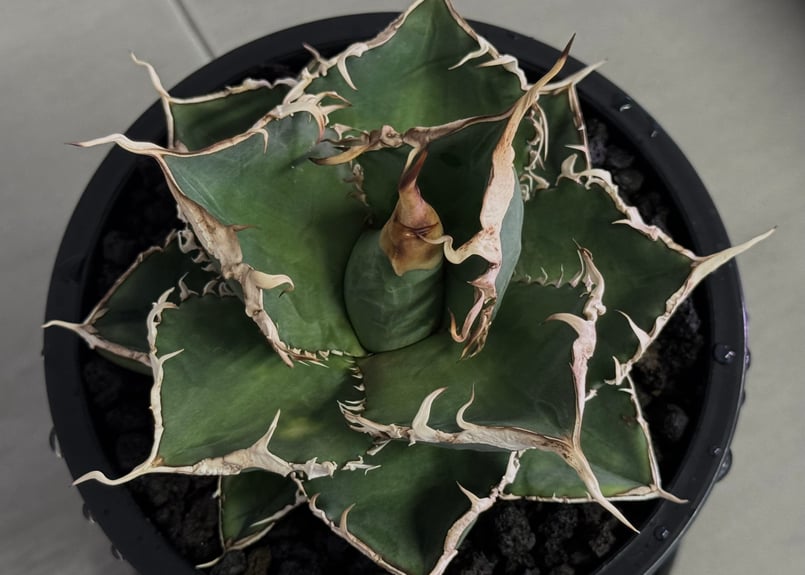 アガベ オテロイ Green Ghost 緑幽霊 大株出品 入荷情報】アガベ 緑幽霊（Green Ghost）✨🌵 | O.Z.S PLANTS CLUB