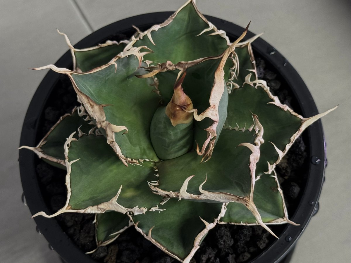 アガベ・チタノタ 緑幽霊(中)-010｜agave titanota green ghost