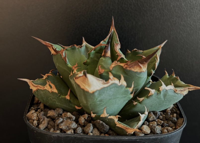 Agave アガベ　チタノタ　 白虎　白焔の選抜株　台湾株 Agave アガベ チタノタ 白虎 白焔の選抜株 台湾株 - メルカリ