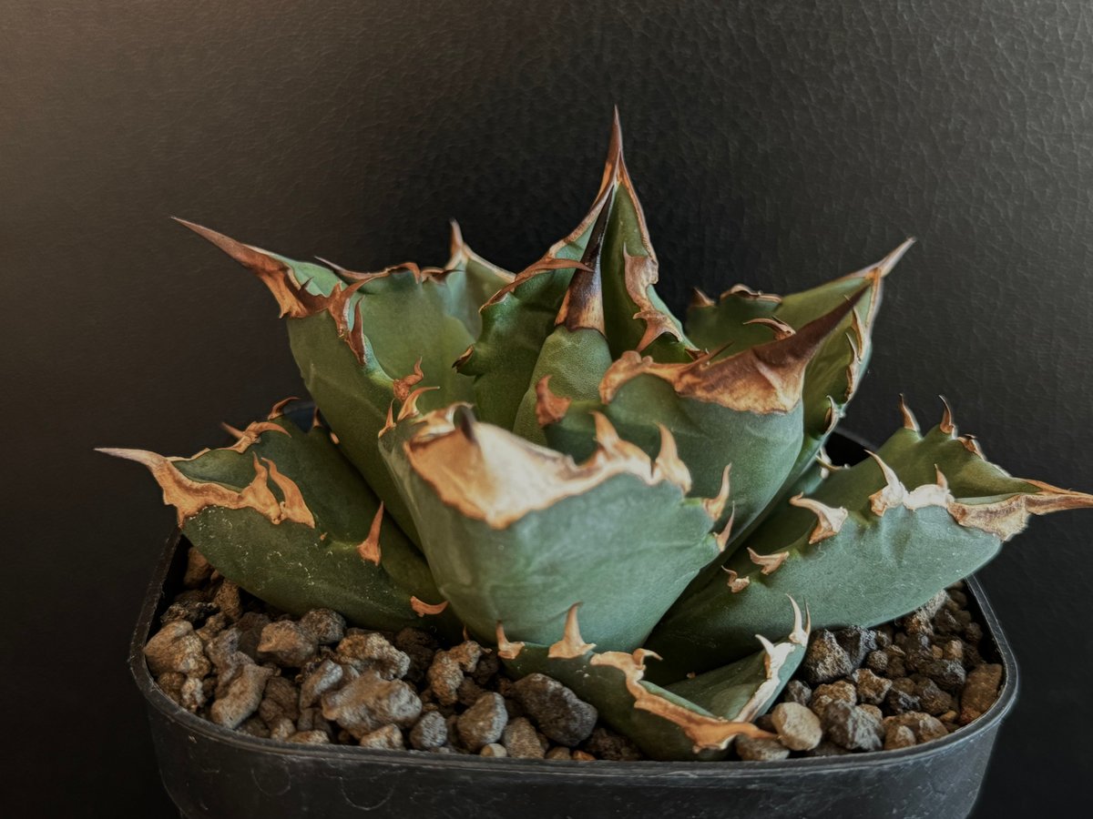 アガベ・チタノタ 白火焔(小株)-026｜agave titanota white flame