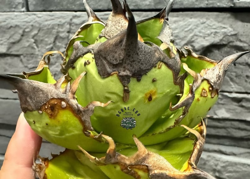 アガベ・チタノタ 落雪（芽）-003｜agave titanota falling snow