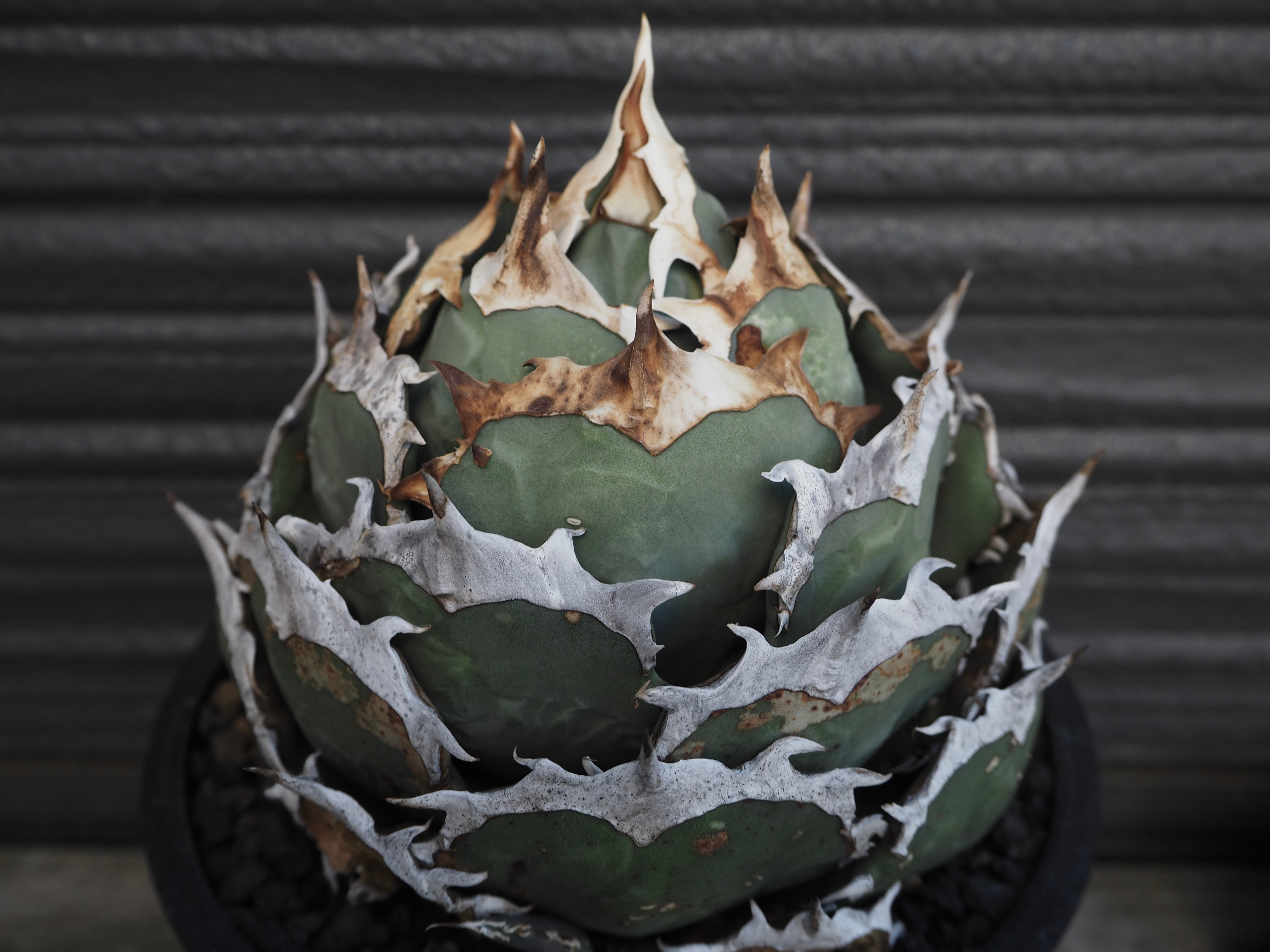 アガベ　チタノタ　烈焔 アガベ・チタノタ 烈焔（ボールタイプ）特大-032｜agave titanota