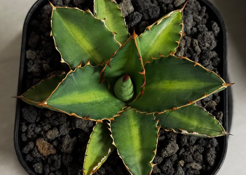 アガベ・チタノタ 萬代 X 厳竜（寛版刺/Lize血統）芽-010｜agave