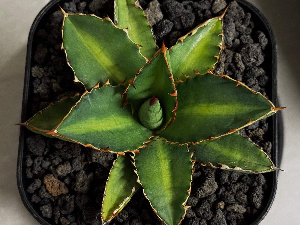 アガベ・チタノタ 萬代 X 厳竜（寛版刺/Lize血統）芽-010｜agave