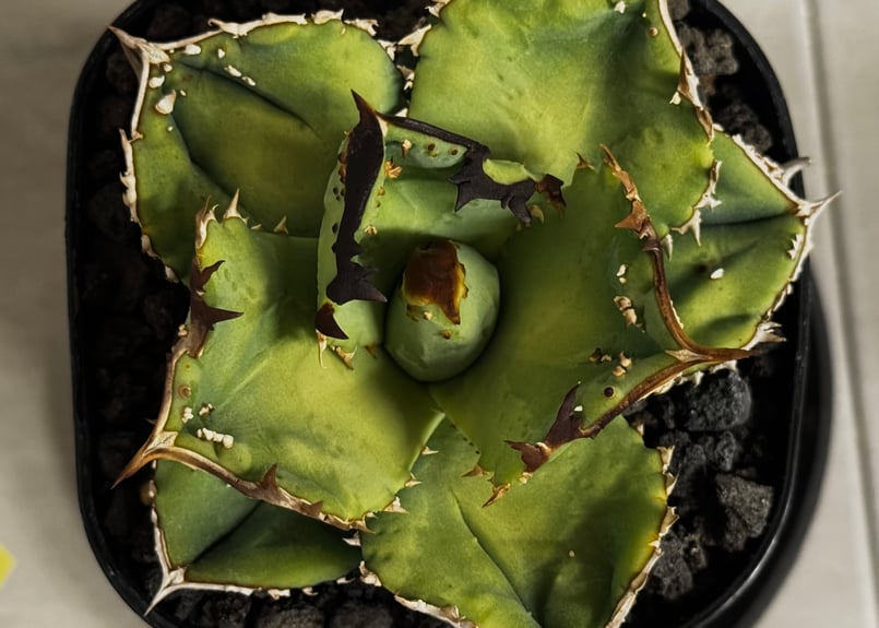 アガベ・チタノタ 鰐亀(小株)-023｜agave titanota alligator sn