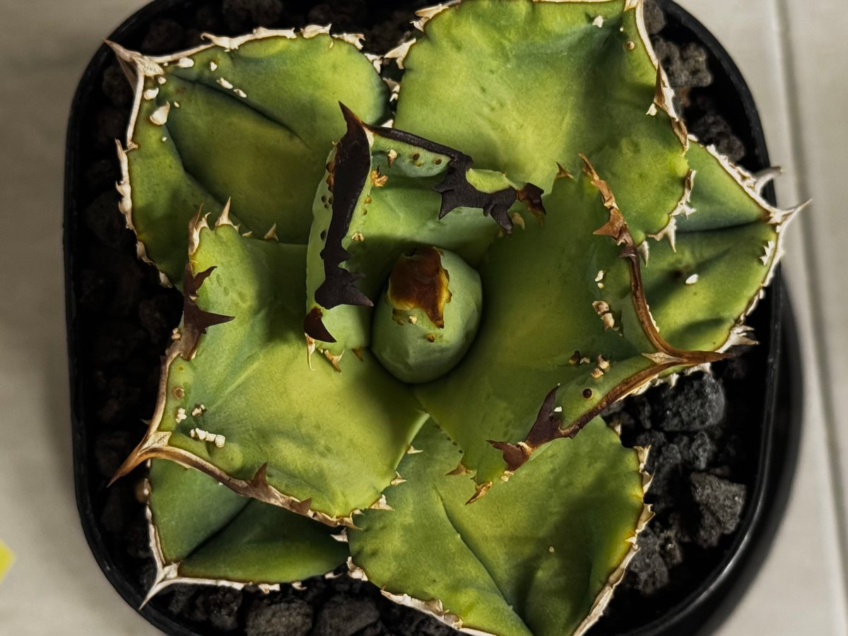 アガベ・チタノタ 鰐亀(小株)-023｜agave titanota alligator sn