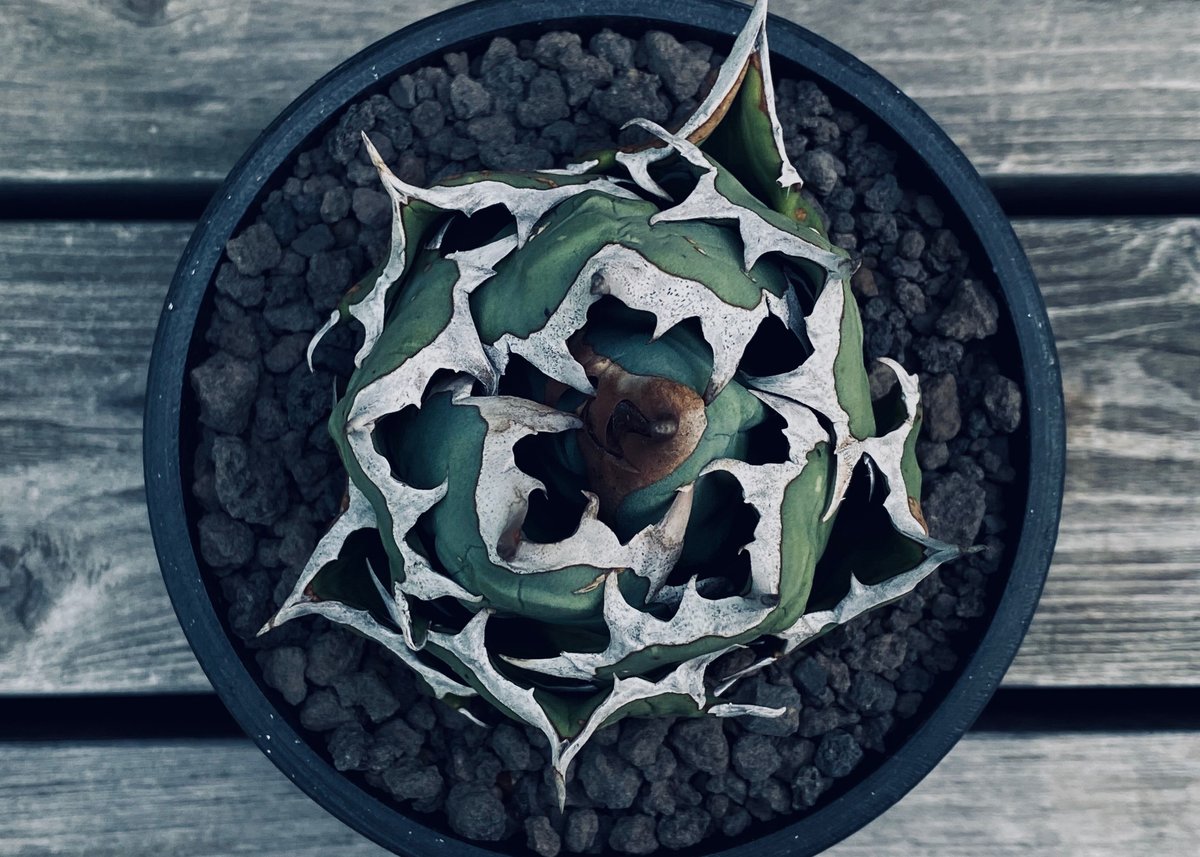 アガベ・チタノタ 姫厳竜（強刺特選ボール）小-040｜agave titanota