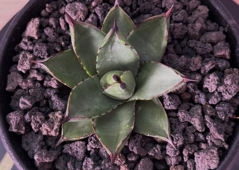 アガベ・笹の雪×イシスメンシス ハイブリッド（芽）-006｜ agave