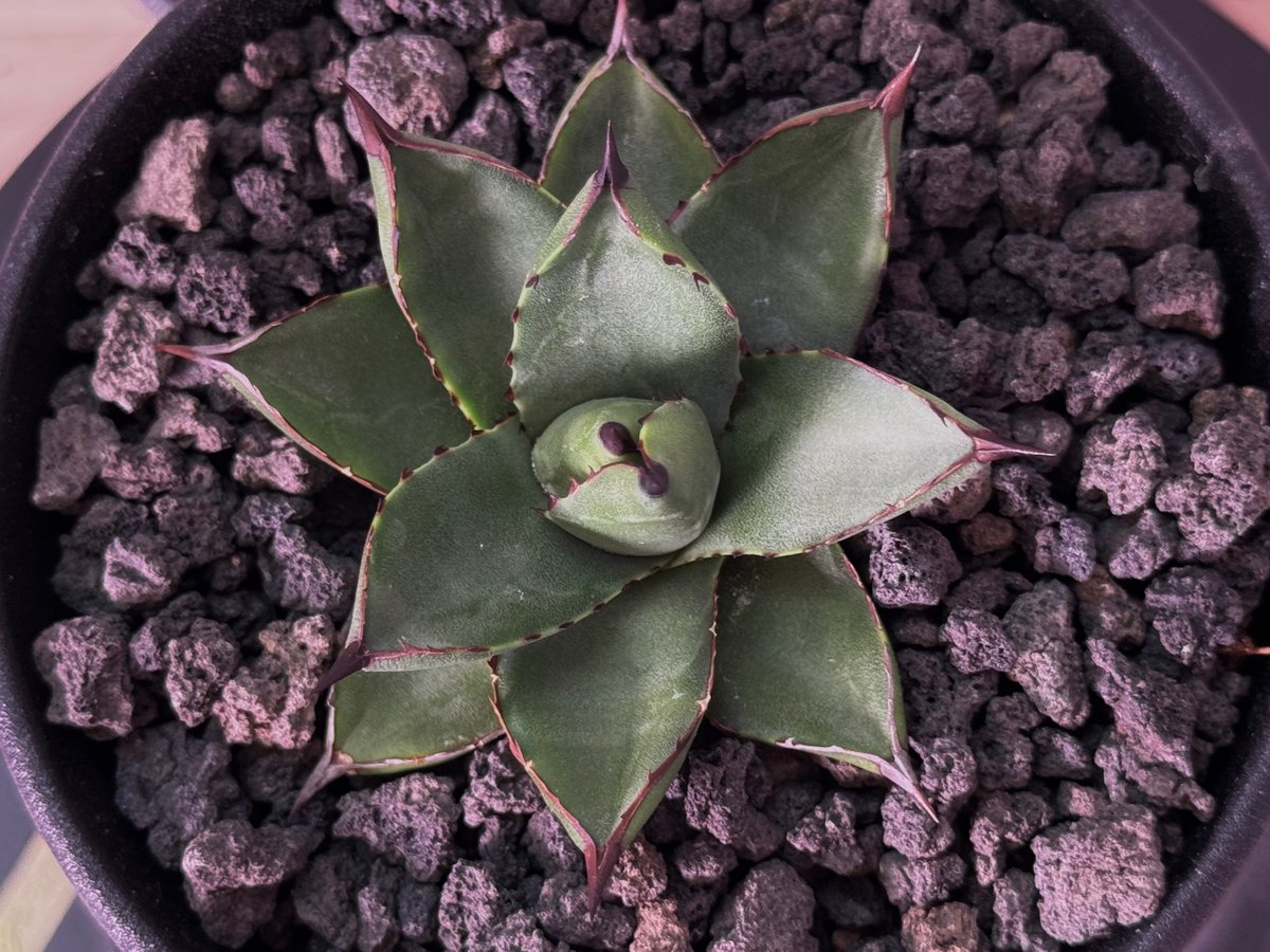 アガベ 笹の雪 イシスメンシス ハイブリッド US産 from Jeremy アガベ・笹の雪×イシスメンシス ハイブリッド（芽）-006｜ agave