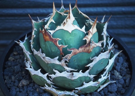 アガベ・チタノタ　烈焔（ボールタイプ）大-015｜agave titanota flame