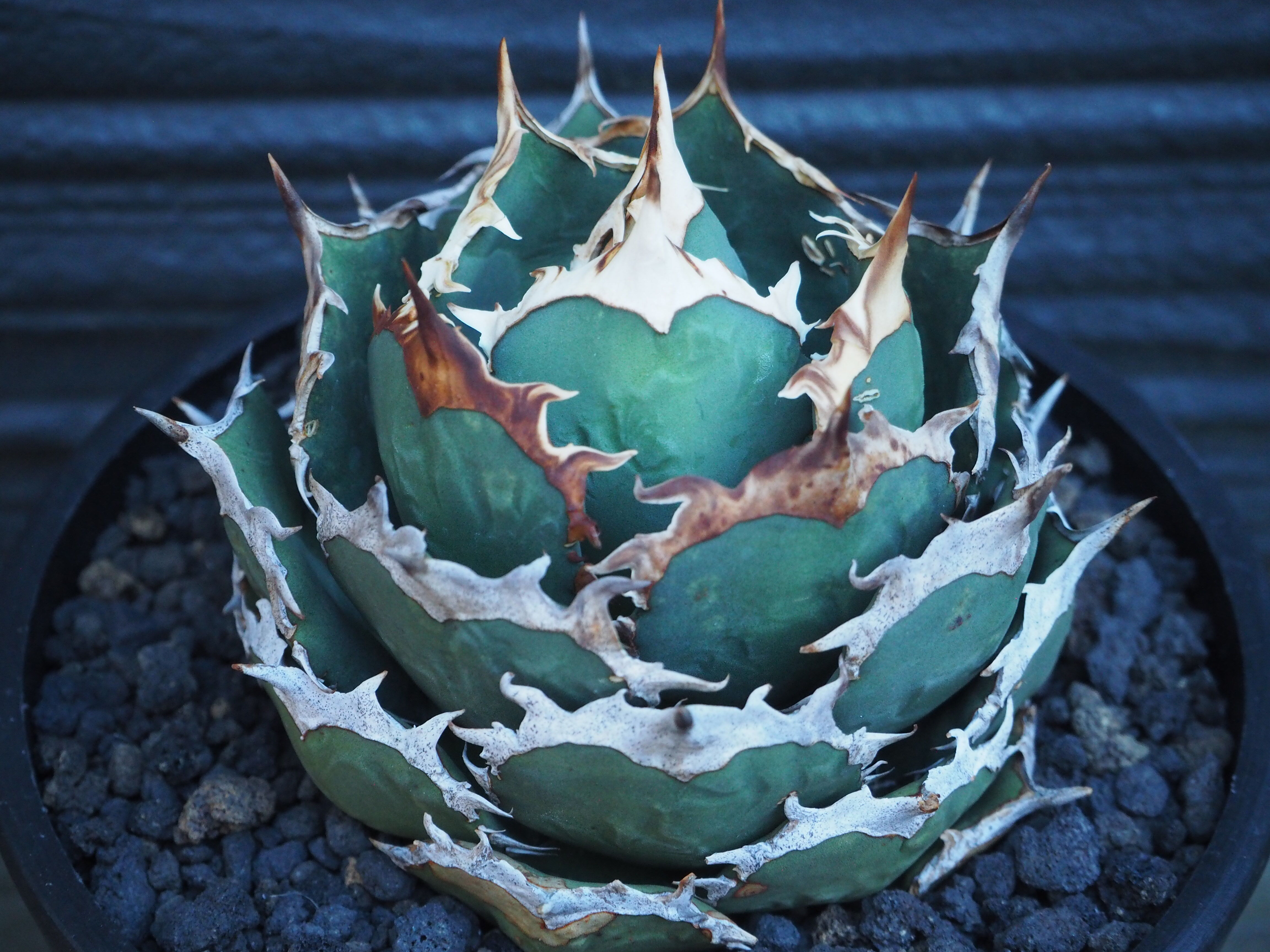 アガベ・チタノタ 烈焔（ボールタイプ）大-015｜agave titanota flame |