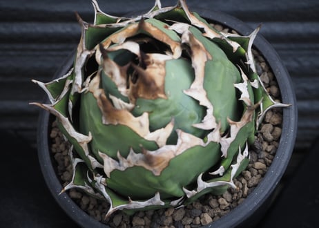 アガベ・チタノタ　姫厳竜（ボールタイプ）中-094｜agave titanota dwarf