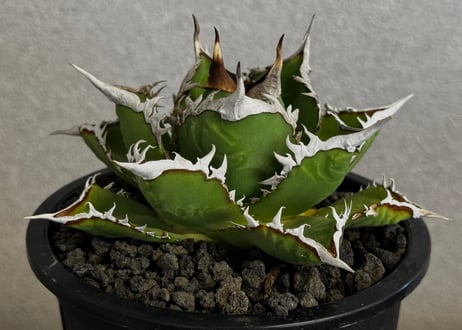 Plus_Plants STORE