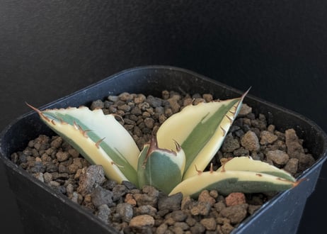 アガベ スナグルトゥース 暴牙 アガベ チタノタ スナグルトゥース 暴牙 Agave titanota &quot