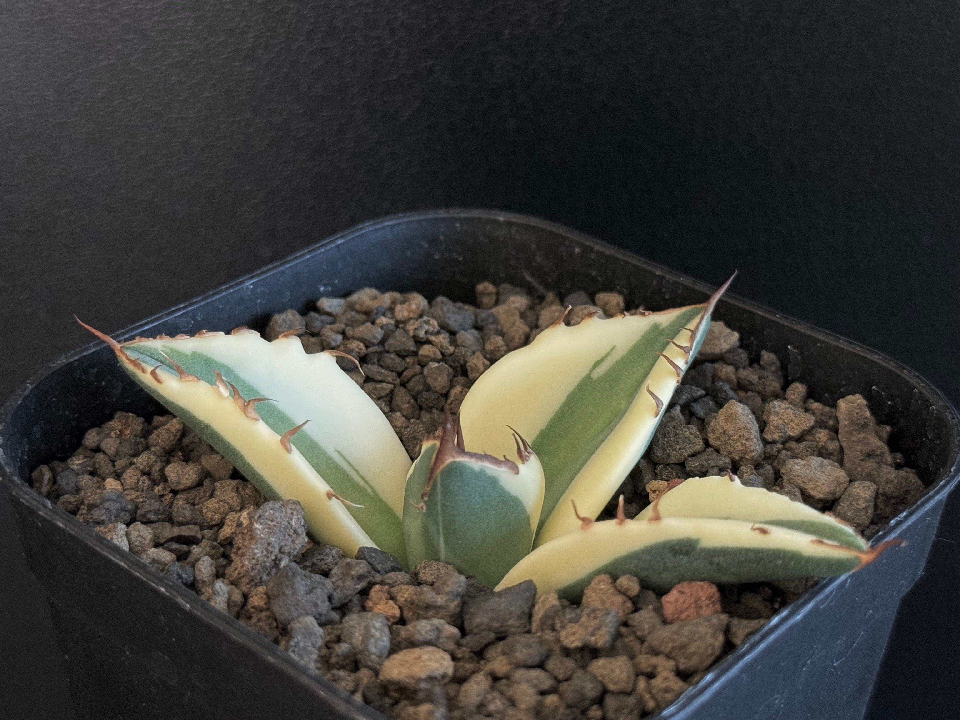 アガベ・チタノタ スナグルトゥース（芽）-006｜agave titanota snaggl
