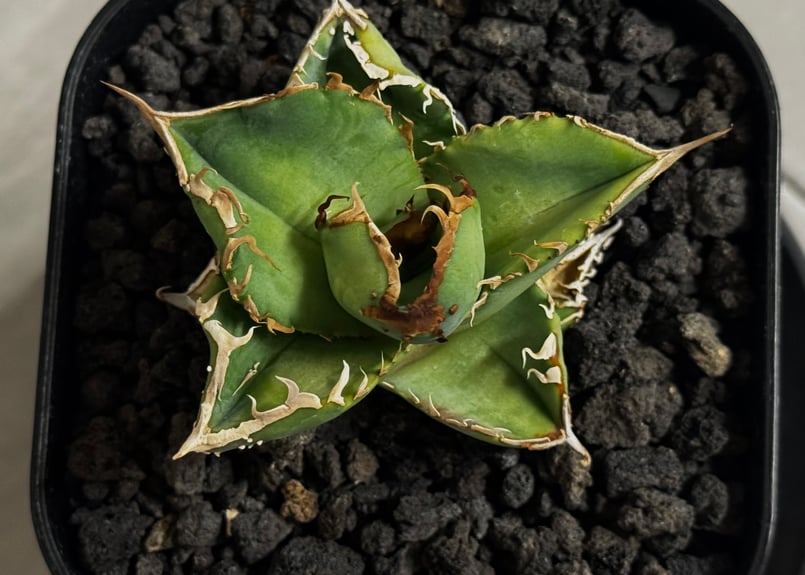 アガベ・チタノタ 星空/台湾agave cho産（芽）-004｜agave titanota