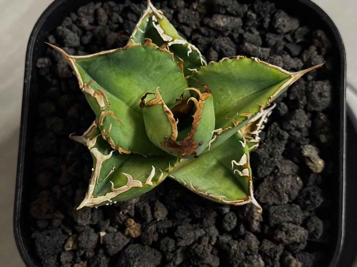 アガベ・チタノタ 星空/台湾agave cho産（芽）-004｜agave titanota