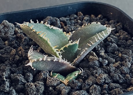 アガベチタノタ金剛 プラネットロックプランツ産 キングコング