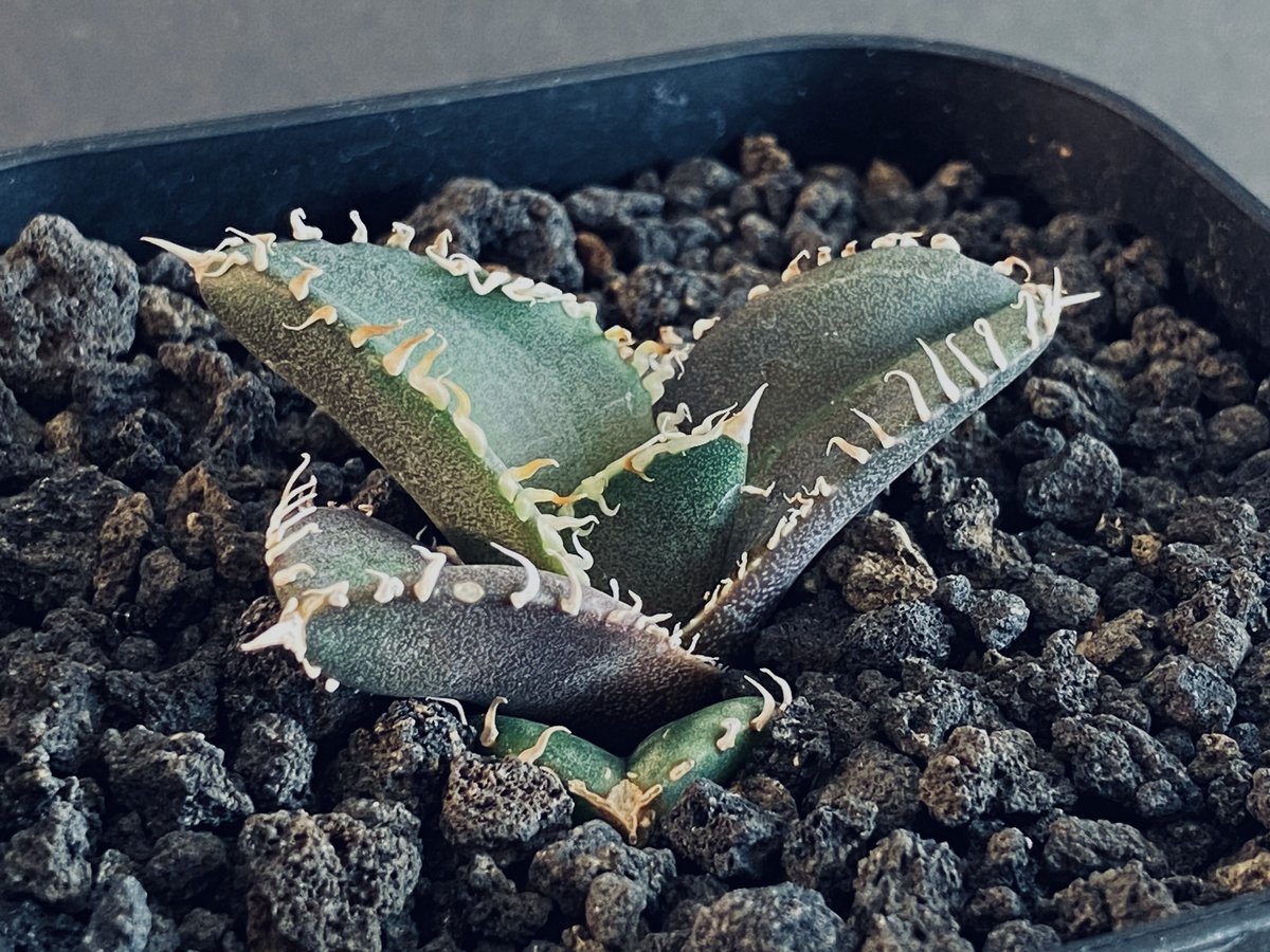 アガベ・チタノタ 金剛(芽)-009|agave titanota adamantine | アガベ・チタノタ 金剛(芽)-009|agave titanota adamantine |
