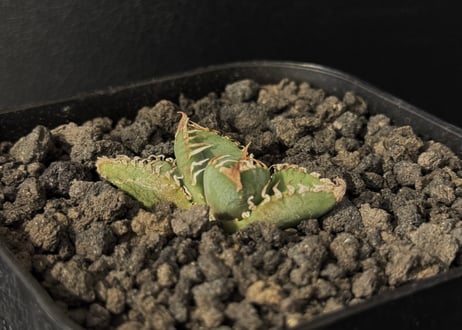 CATEGORY Titanota Ma Hua Long｜麻花/麻花龍/金蟬 | Plus_