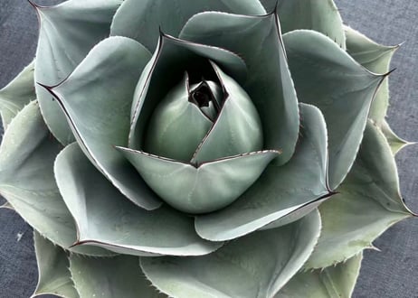 アガベ・オバティフォリア（丸葉タイプ）圓叶鯨魚舌｜（小株）-002｜ agave ovatifolia
