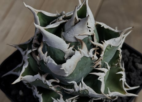 アガベ・チタノタ　大白鯊／Lize血統（芽）-008｜agave titanota 大白鯊
