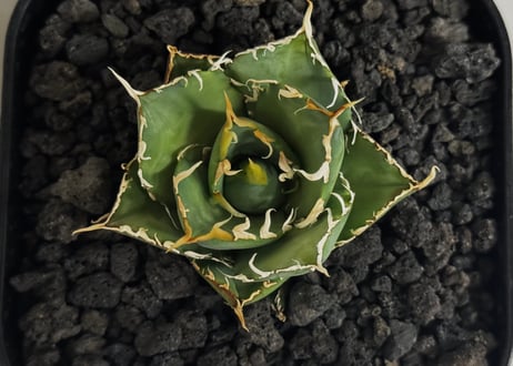 アガベ・チタノタ　緑水鬼(芽)-005｜agave green submariner