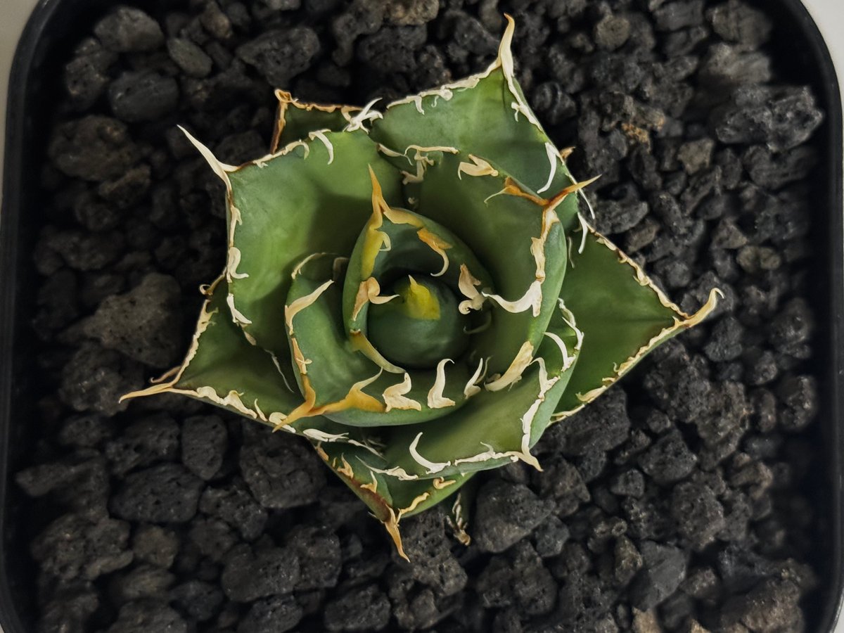 アガベ・チタノタ 緑水鬼(芽)-005｜agave green submariner | Pl
