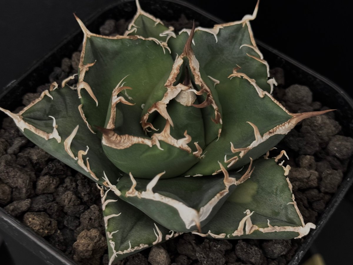 専用！！大好評！アガベ希少品種☆16種セット 立可白/SAD(小株）-030｜agave titanota south african di