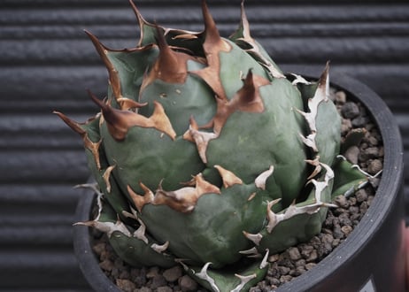 アガベ チタノタ 姫厳龍 スーパーボールタイプ 中株 包葉型 鋸歯強棘