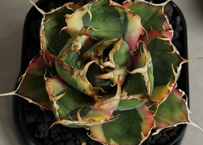 アガベ・チタノタ白鯨（覆輪）芽-010｜agave titanota white wha1le