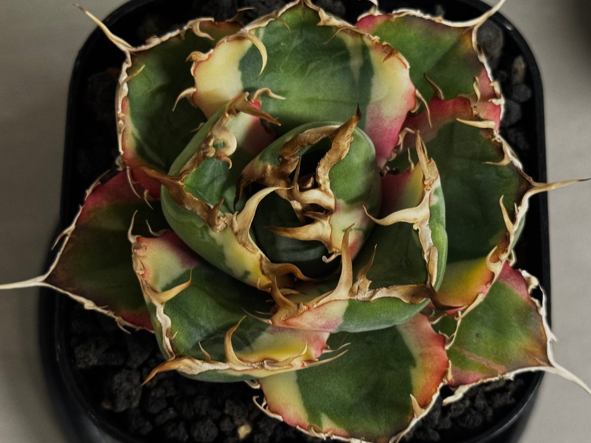 アガベ・チタノタ白鯨（覆輪）芽-010｜agave titanota white wha1le