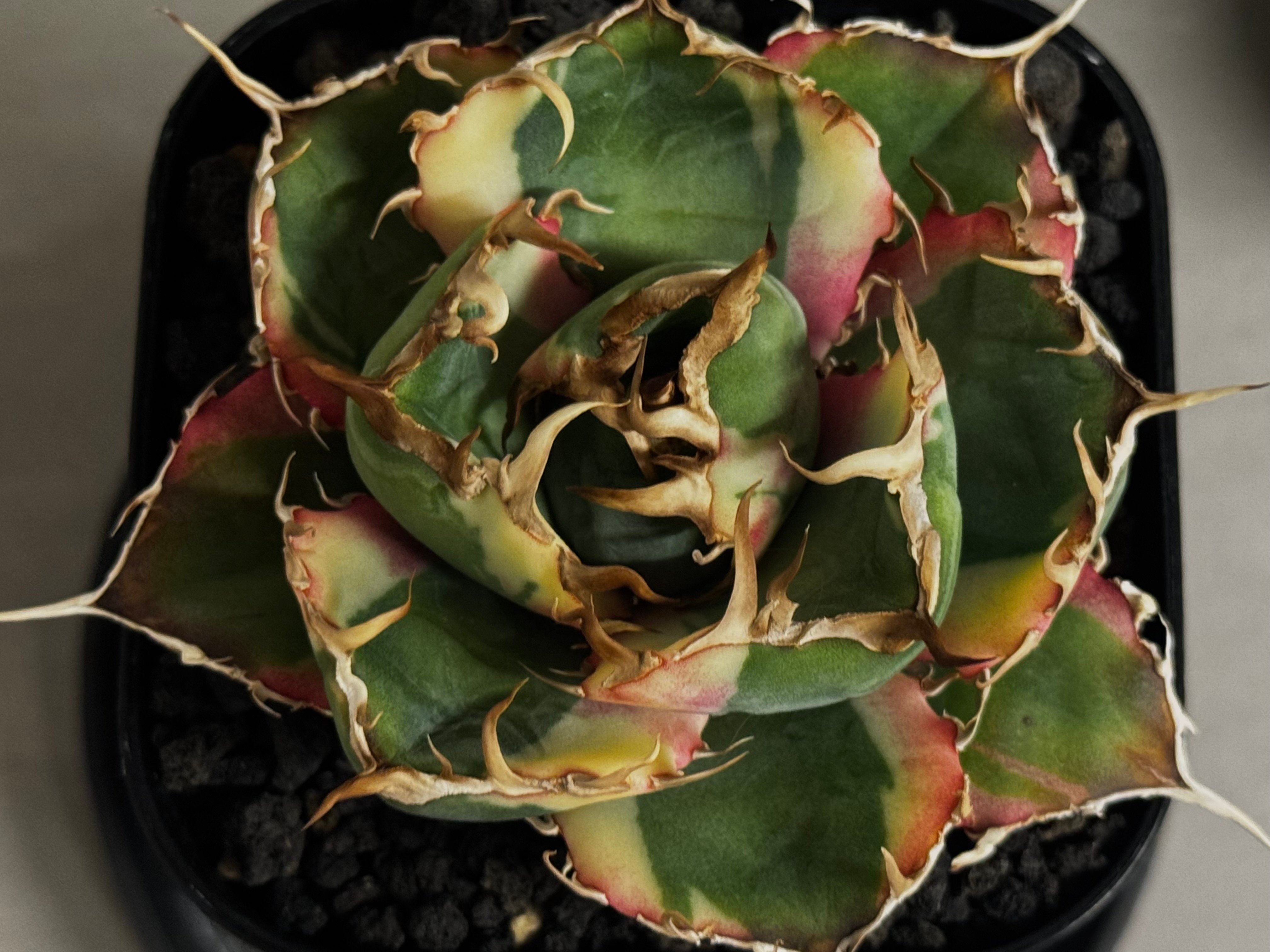 アガベ・チタノタ白鯨（覆輪）芽-010｜agave titanota white wha1le