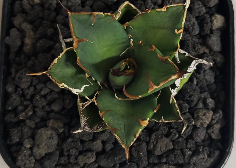 アガベ・チタノタ シーザー/凱撒（芽）-064｜agave titanota caesar |