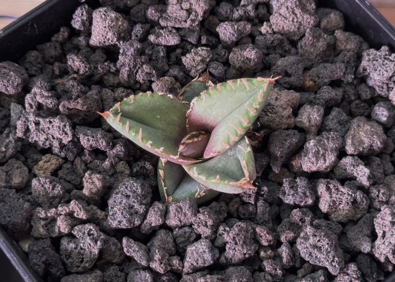 アガベ・チタノタ 麻花（芽）-024｜agave Twist Dragon/Ma Hua |