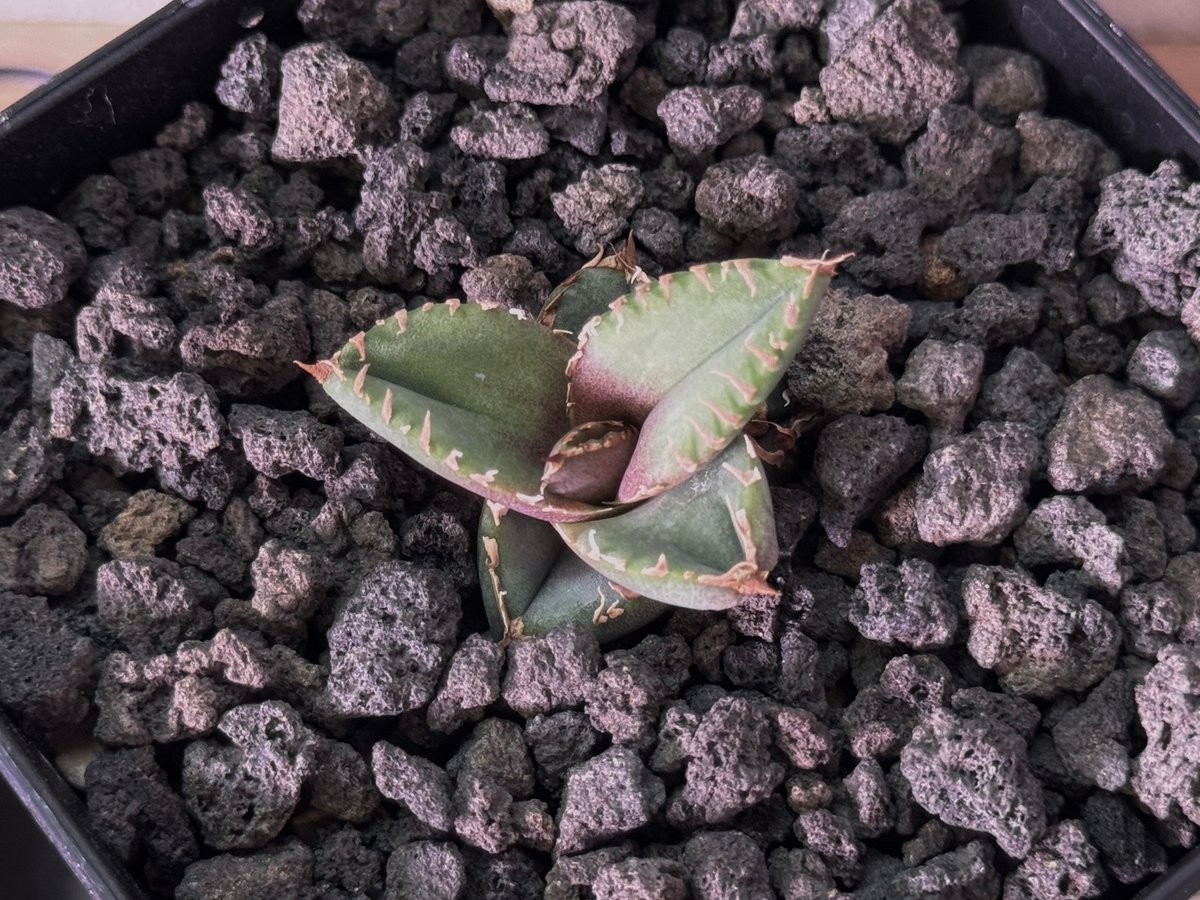 アガベ・チタノタ 麻花（芽）-024｜agave Twist Dragon/Ma Hua |