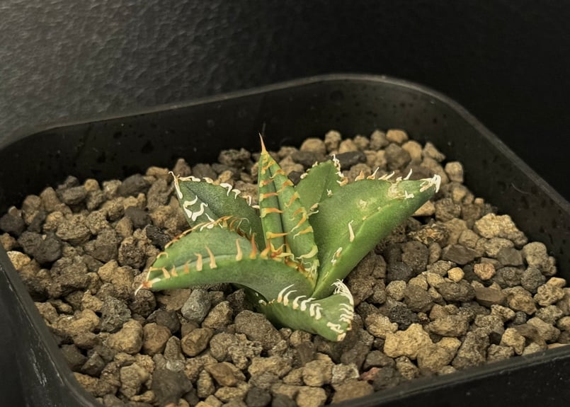 アガベ・チタノタ 徳尔塔(芽)-004｜agave titanota Delta | Plus