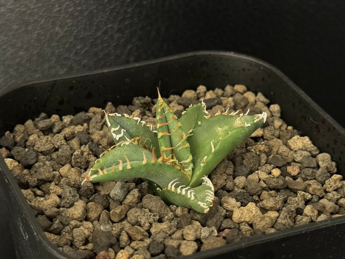 アガベ・チタノタ 徳尔塔(芽)-004｜agave titanota Delta | Plus