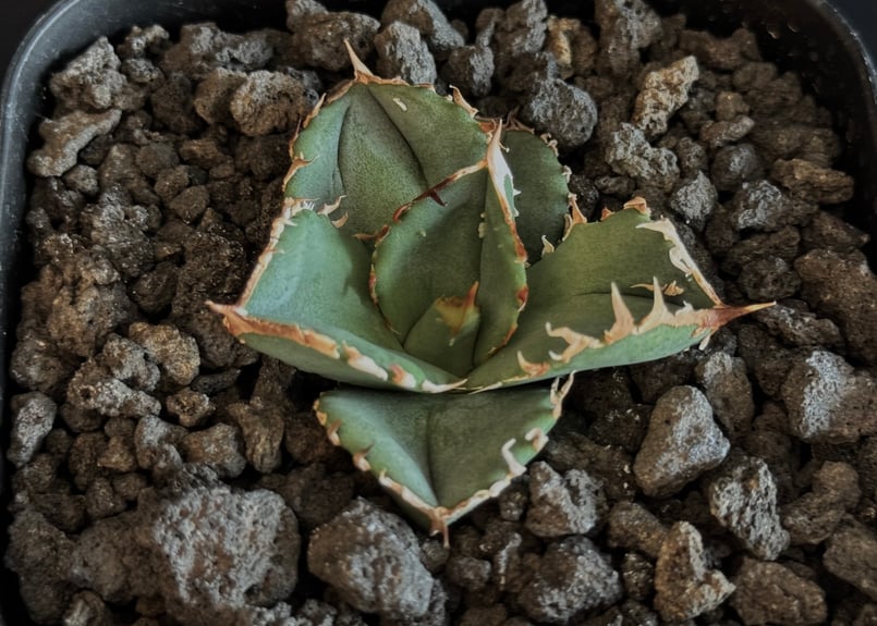 アガベ・チタノタ 鰐亀(芽)-024|agave titanota alligator sna アガベ・チタノタ 鰐亀(芽)-024|agave titanota alligator sna