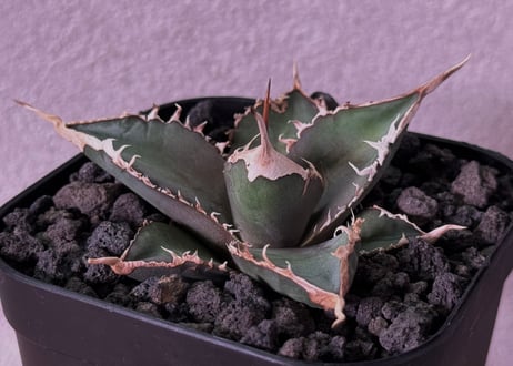 アガベオテロイ　緑幽霊 アガベオテロイ 緑幽霊 20251007 アガベ・チタノタ 緑幽霊（芽