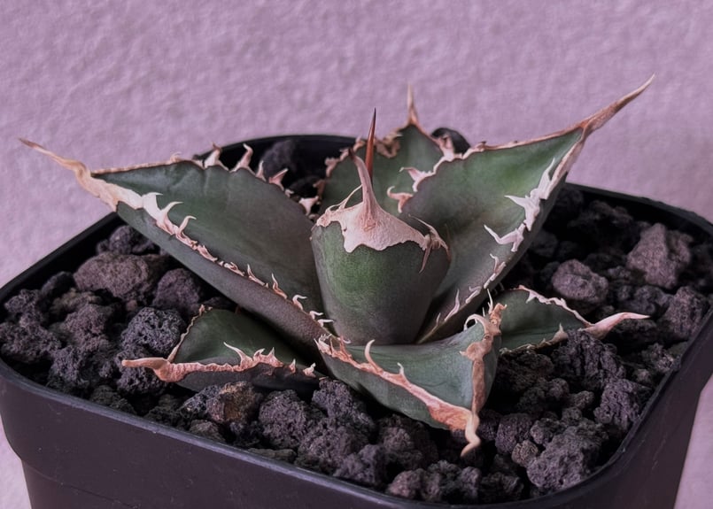 アガベ・チタノタ 緑幽霊（芽）-008｜agave titanota green ghost